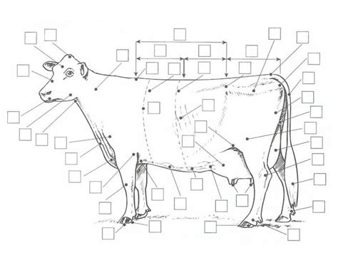 Dairy Cow Anatomy Diagram Quizlet