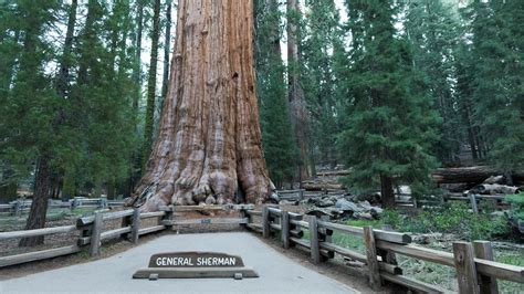 General Sherman Tree Us National Park Service