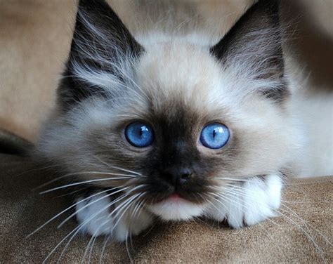 Top 10 Cutest Cat Breeds That Will Make You Smile Easyday Cute Cat