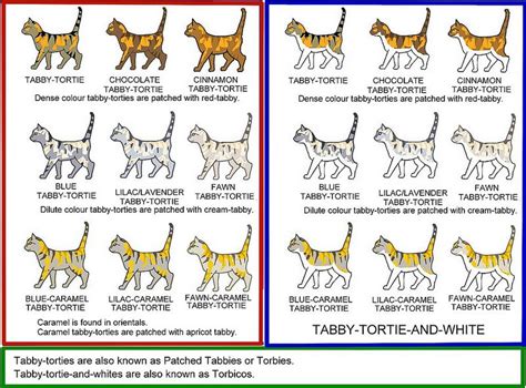 Tabby Tortie Colour Chart Cat Colors Ragdoll Cat Colors Feline Anatomy