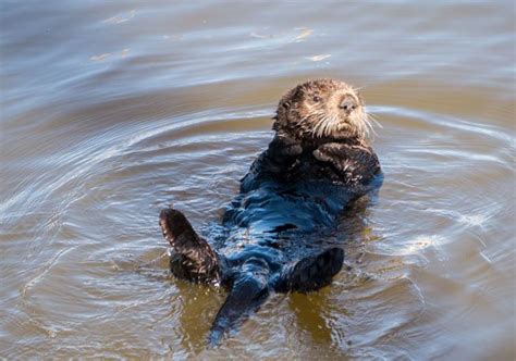 Sea Otters Are Helping Save Their Own Habitat