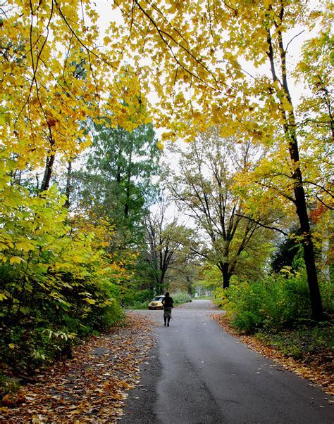 Free Images Landscape Tree Nature Forest Branch Person Light