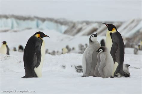 A Guides Take On The Emperor Penguins Of Snow Hill Island
