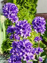 May 29, 2021 · we were out on the somoa pennisula this last wednesday where i took this shot. Purple Perennial Flowers: 24 Brilliant Choices for Gardens