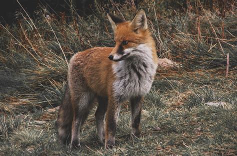 Natures Elusive Redheads North American Fox
