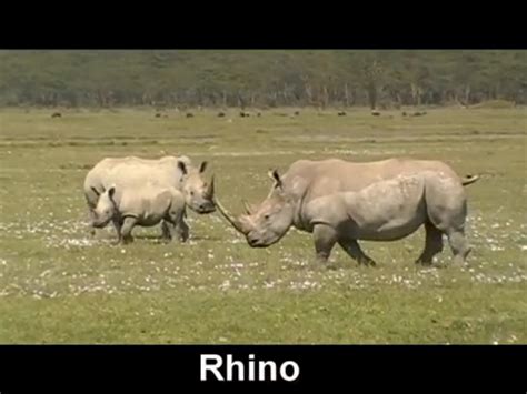 Encyclopaedia Of Babies Of Beautiful Wild Animals The Baby Rhinoceros