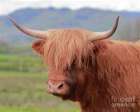 Highland Cow Portrait Photograph By Maria Gaellman Fine Art America