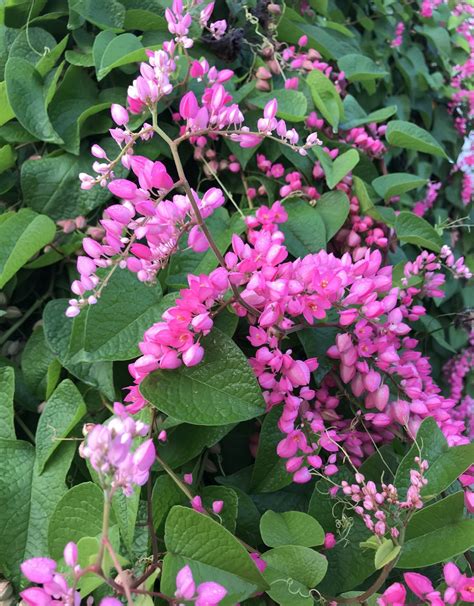 Coral Vine Pink 5g Growers Outlet