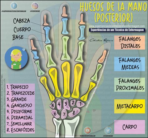 Huesos De La Mano Hueso De La Mano Huesos Anatomía Images And Photos