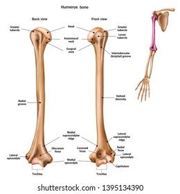 □ with the conversion of the cartilaginous model to a bone model, the perichondrium becomes the periosteum, and further deposition of bone tissue is accomplished by the. Humerus Images, Stock Photos & Vectors | Shutterstock