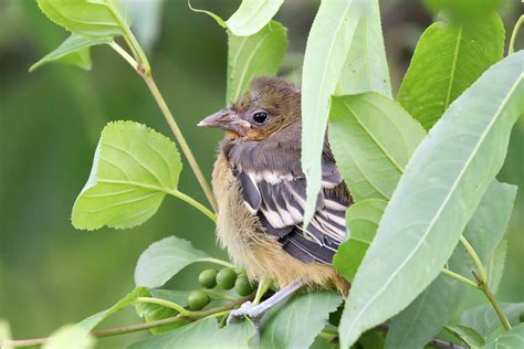 Baltimore Oriole Baby 01 Photograph By Judy Tomlinson Pixels