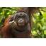 The 3 Species Of Orangutans  WorldAtlas