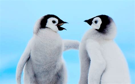 Free Download Cute Penguin Wallpapers 1280x800 For Your Desktop