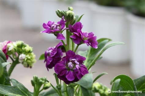 Aside from its physical characteristics, this plant is popular as a symbol of. Purple stock flower picture (40)