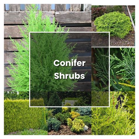 How To Grow Conifer Shrubs Plant Care And Tips Norwichgardener