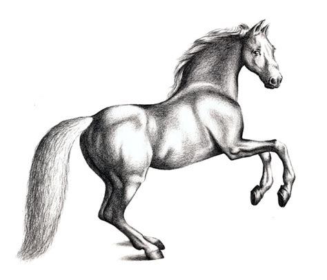How To Draw In Simple Steps Horses Ph