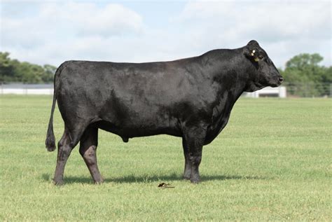 Wagyu Genetic Inventory — Dl Texas Ranch