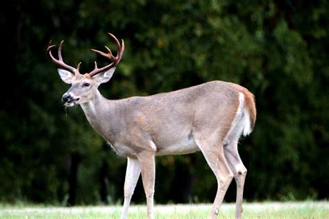 White Tailed Deer Facts And Information Hubpages
