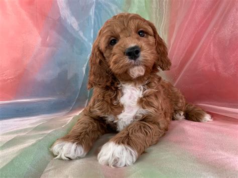 Male F Cockapoo Puppy With White Markings For Sale Iowa Breeders