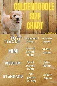 How Big Do Goldendoodles Get Goldendoodle Size Chart Oodle Life
