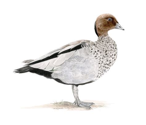 Australian Wood Duck 3 Art Lovers Australia