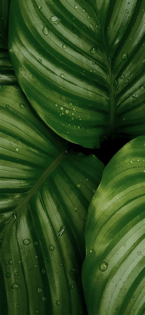 Water Droplets On Green Leaves Iphone X Wallpapers Free Download
