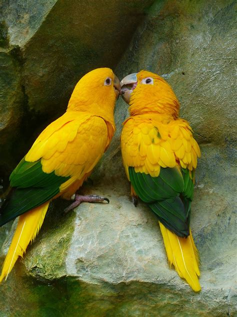 Free Images Wing Wildlife Love Feed Green Beak Kiss Colorful