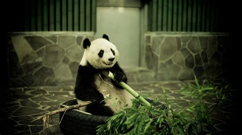Download Wallpaper 1600x900 Panda Zoo Bamboo Widescreen 169 Hd