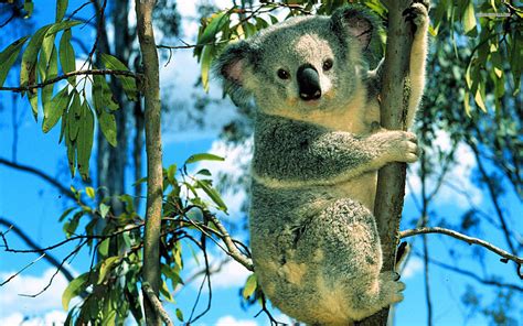 78 Koala Hd Wallpapers Background Images Wallpaper Abyss Page 2