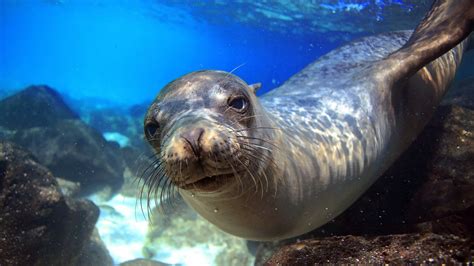 Wallpaper Sea Lion Galapagos Island Ecuador Underwater Close Up