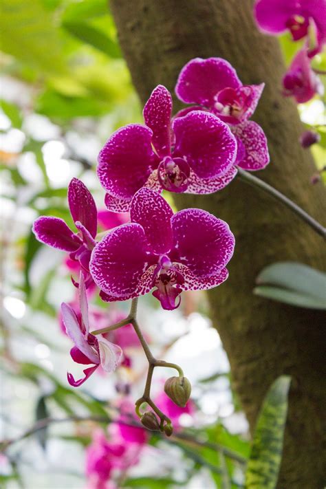 Fill your cart with color · make money when you sell · under $10 Maria's Orchids: 2018 New York Orchid Show