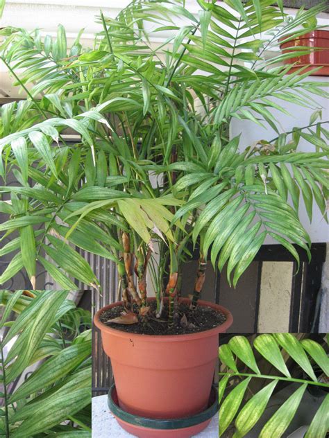 Article Indoor Palms Selecting And Caring For These Popular