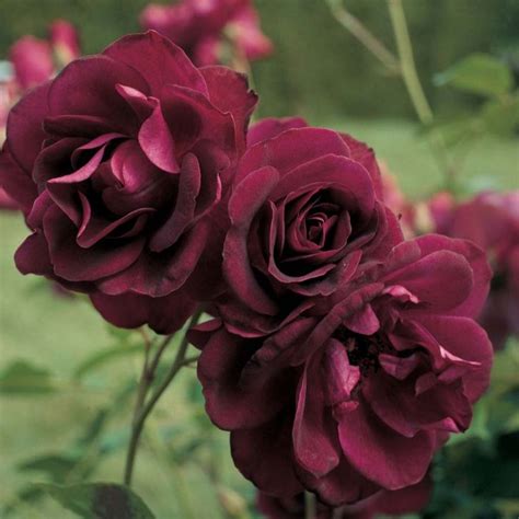 Beautiful Burgundy Roses Everything Burgundy Pinterest All
