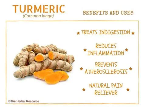 Turmeric Herb Uses Side Effects And Benefits