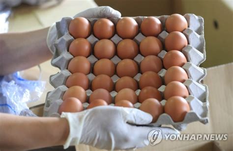 살충제 성분 검출 계란 농가 67곳 중 부적합 농가 32곳