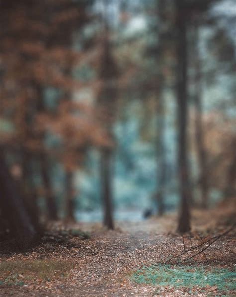 Forest Blur Cb Background Free Stock Photo Download