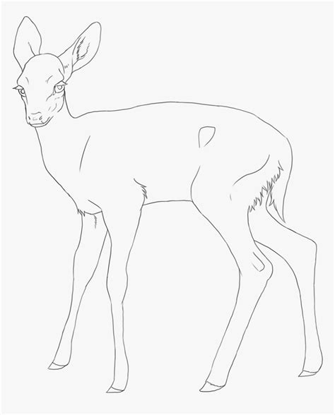 Mammal Drawing Fawn White Tailed Deer Hd Png Download Kindpng