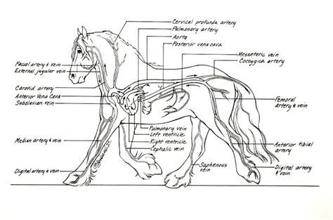 Horse Anatomy Arteries And Veins Vet Tech School Vet Tech Student