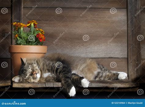 Cat Sleeping On Wood Shelf Stock Photo Image Of Asleep 52210984
