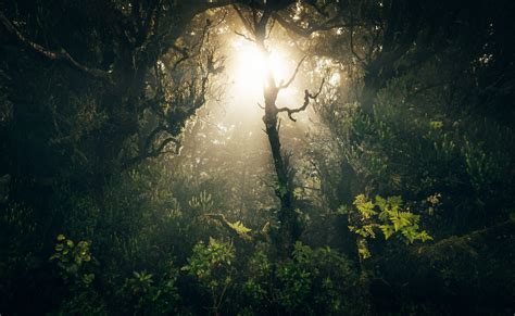 Hintergrundbilder Sonnenlicht Wald Nacht Natur Betrachtung Ast