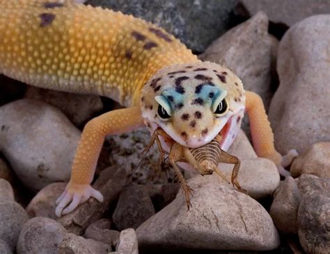 What Do Geckos Eat What Is Their Favorite Food Coachella Valley