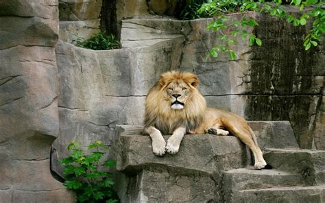 The Male Lion All About Lions Photo 7875263 Fanpop