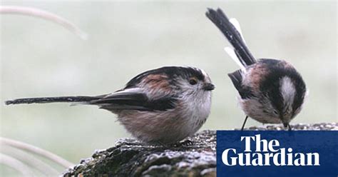 Rspb Big Garden Birdwatch Mild Winters Boost Long Tailed Tit Numbers
