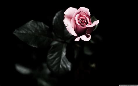 Gothic Roses Wallpaper 63 Images