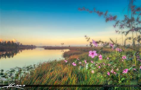 Pink Flowers Pine Glades Wetlands Hdr Photography By Captain Kimo