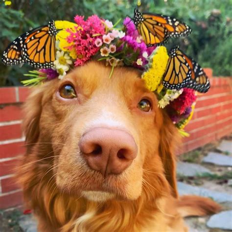 Just 15 Photos Of A Dog Whos Best Friends With Butterflies Cute