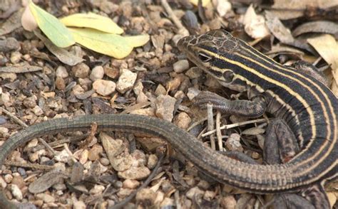 The Verge Review Of Animals The All Female Whiptail Lizard The Verge