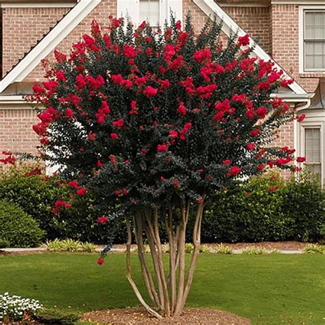 3 Gallon Red Flowering Shrub In Pot At