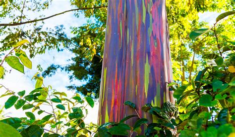 ‘who Painted The Bark Meet The Magnificent Rainbow