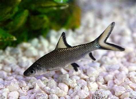 Top Freshwater Sharks For Home Aquariums
